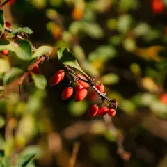 Rote Beeren am Zweig, die an die berberin wirkung erinnern.