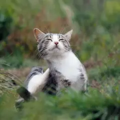Un chat tigré se gratte dans l'herbe, peut-être pour soulager une démangeaison liée aux maladies transmises par les chats.