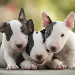 Trzy urocze szczenięta bull terrier, które mimo opinii o groźnych rasach psów, wyglądają na bardzo przyjazne i rozbrykane.
