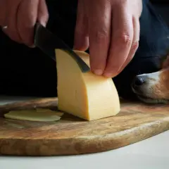 Pies patrzy z nadzieją, gdy kroisz ser żółty. Czy pies może jeść ser żółty? To pytanie zadaje sobie wielu właścicieli.