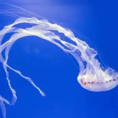 Białe, delikatne meduzy unoszą się w głębokim, niebieskim oceanie, ich długie macki tworzą taniec w wodzie.