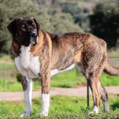 Majestuoso rafeiro do alentejo, con su pelaje atigrado y blanco, posa en un campo verde.