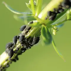 Grono czarnych mszyc żeruje na zielonej łodydze. Zastanawiasz się, co na mszyce w ogrodzie?