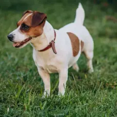 Jak wytresować jack russell terrier: skuteczne metody i porady
