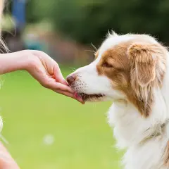 Czy pies może jeść chleb z masłem? Sprawdź, co może mu zaszkodzić