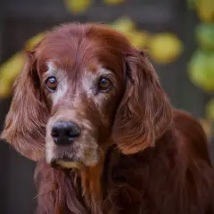 En gammal hund med vackra, kloka ögon. Pälsen är rödbrun och lite grå runt nosen, vilket vittnar om många års trogen tjänst.