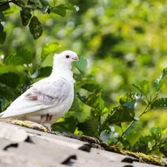 Ile czasu gołąb wysiaduje jajka? Zaskakujące fakty o inkubacji