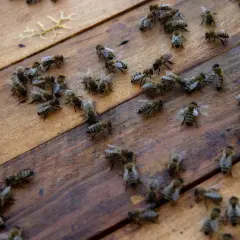 Un enjambre de abejas se mueve sobre madera. Parecen **soñar con avispas**, trabajando juntas en un mundo de panales.