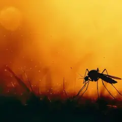 Ciemny komar na tle pomarańczowego nieba. Czas pomyśleć, co na komary w domu, zanim zaczną kąsać.