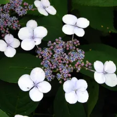 Fiori bianchi e delicati di hydrangea serrata, con piccoli boccioli rosa e blu al centro, su uno sfondo di foglie verdi.