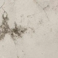 Textura de pared con manchas oscuras y grietas, sugiriendo la presencia de ácaros en la pared.