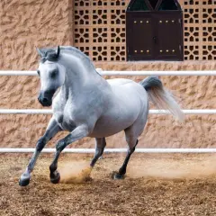 Piękny koń arabski, symbol elegancji i siły, galopuje, wzbijając tumany kurzu. Jego dumny **koń arabski charakter** widać w każdym ruchu.