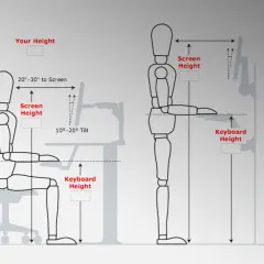 Diagram showing correct sitting and standing desk height for ergonomics. Includes screen and keyboard height recommendations.