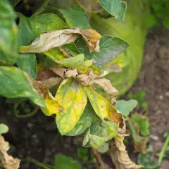 Foglie di melanzana ingiallite e secche, con macchie marroni, sintomo di peronospora melanzana.