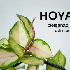 Piękne liście hoya, poznaj jej odmiany i sekrety pielęgnacji.