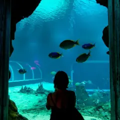 Bilety do oceanarium w Łodzi: ceny, zniżki i jak kupić online