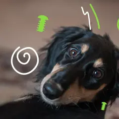 Un perro hiperactivo con ojos curiosos, rodeado de garabatos verdes y blancos.
