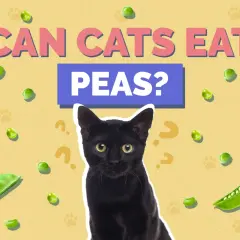 A black cat looks up curiously amidst scattered peas and question marks, with the text "CAN CATS EAT PEAS?" prominently displayed.