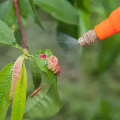 Opryskiwanie drzewka owocowego w lutym, by zapobiec chorobom. Pielęgnacja drzewka to klucz do obfitych plonów.