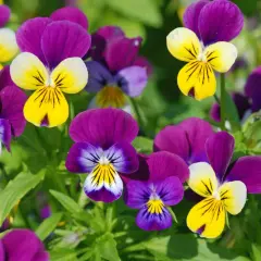 Un parterre de pensées aux couleurs vives, jaunes, violettes et blanches, évoquant la joie et la pensée positive.