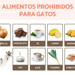 Un gato curioso mira una lista de alimentos prohibidos para felinos, incluyendo cebolla, chocolate, té, limón, naranja, ajo, café, puerro y embutidos. ¡Recuerda que el ajo es malo para los gatos!