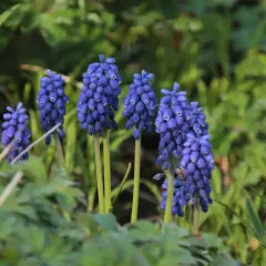 En grupp blå blommor, likt små druvklasar, reser sig ur grönska. En blå blomma som bjuder in till våren.