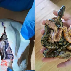 Niebieski pyton królewski wykluwa się z jaja, a obok mała gromadka tych gadów w dłoni.