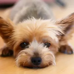 Yorkshire terrier con orejas grandes y pelaje dorado, tumbado en el suelo. A pesar de su tamaño, los yorkshire suelen morir por problemas cardíacos o renales.