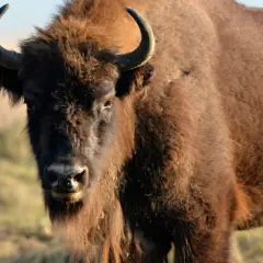 En ståtlig bisonoxe i Sverige, med sina imponerande horn och tjocka päls, betar i det soliga landskapet.