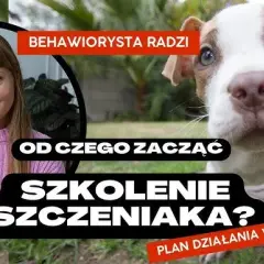 Szkolenie szczeniaka: Praktyczny przewodnik krok po kroku