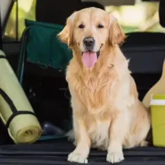 Złoty retriever w bagażniku gotowy na wycieczkę. W bagażniku leży mata, gitara i lodówka. Przygotowania do podróży z psem, może przyda się aviomarin dla psa.