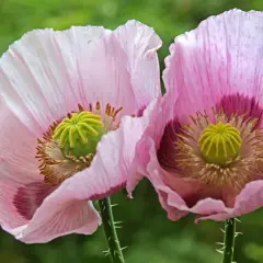 Zwei zarte, rosafarbene Schlafmohnblüten mit grünen Samenkapseln im Garten entdeckt.