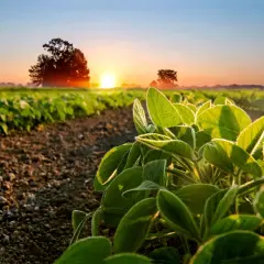Wschodzące słońce oświetla młode liście soi na polu. Piękny krajobraz z uprawą soi.