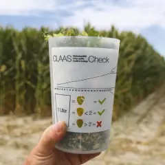 Bicchiere con insilato di mais, per controllare la qualità del taglio. Campo di mais sullo sfondo.
