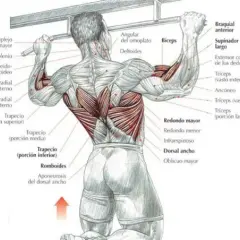 Qué músculos trabajan las dominadas y cómo mejoran tu entrenamiento