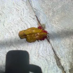 Heces de perro con moco y sangre.