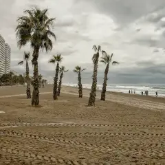 Palmeras en la cala de San Juan, con un edificio alto al fondo y gente paseando por la orilla.