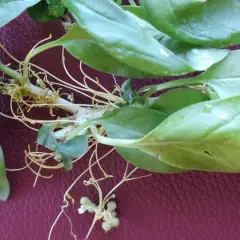 Pianta di basilico con radici aeree e filamenti di cuscuta che si intrecciano.