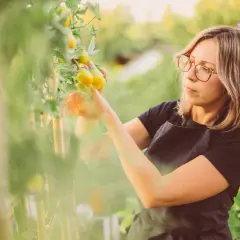 Czy pomidory szklarniowe można sadzić w gruncie? Oto co musisz wiedzieć