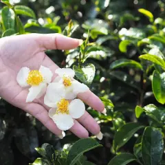 Jak rośnie herbata? Wyhoduj Camellia sinensis w doniczce!