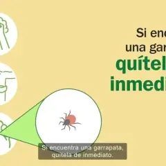 Cómo quitar garrapatas de forma segura y efectiva sin riesgos