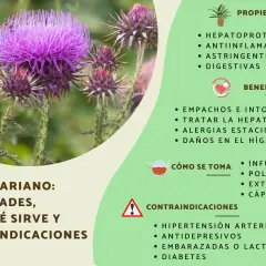 Cardo mariano: planta con flores púrpuras, útil para el hígado graso. Propiedades hepatoprotectoras y digestivas.
