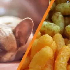 Czy pies może jeść płatki kukurydziane? Sprawdź, co musisz wiedzieć