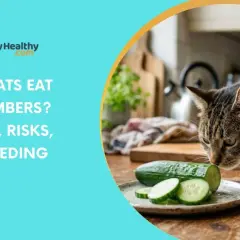 A tabby cat sniffs sliced cucumbers on a plate, questioning if cats can eat cucumbers. Safety, risks, and feeding tips are discussed.
