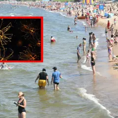 W Bałtyku, wśród tłumu plażowiczów, widać zbliżenie na świecącą meduzę.