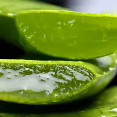 Fette di aloe vera succosa, con il gel trasparente visibile. Utile per la pelle, ma attenzione alle aloe vera controindicazioni.