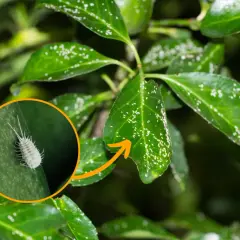 Małe, białe owady na zielonych liściach magnolii, wskazujące na choroby roślin.