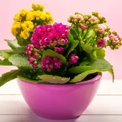 Kalanchoe jak dbać? Kolorowe kwiaty w doniczce, zroszone kropelkami wody, na różowym tle.