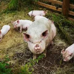 Duża świnia z kilkoma prosiakami na słomie. Trudno ocenić, ile świnia jest w ciąży, ale widać, że jest matką.
