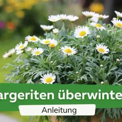 Winterharte Margeriten in voller Blüte. Anleitung zum Überwintern der Blumen.